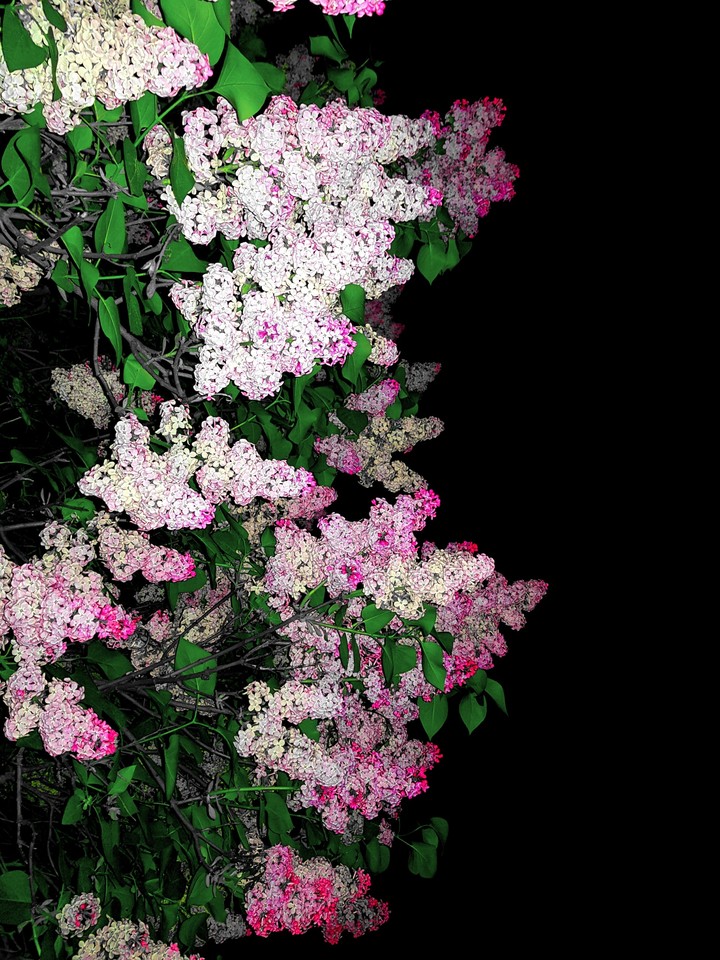 Flowers in the Dark