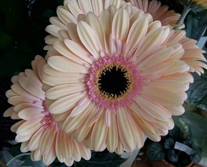 Pink flower