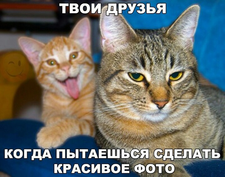 коты