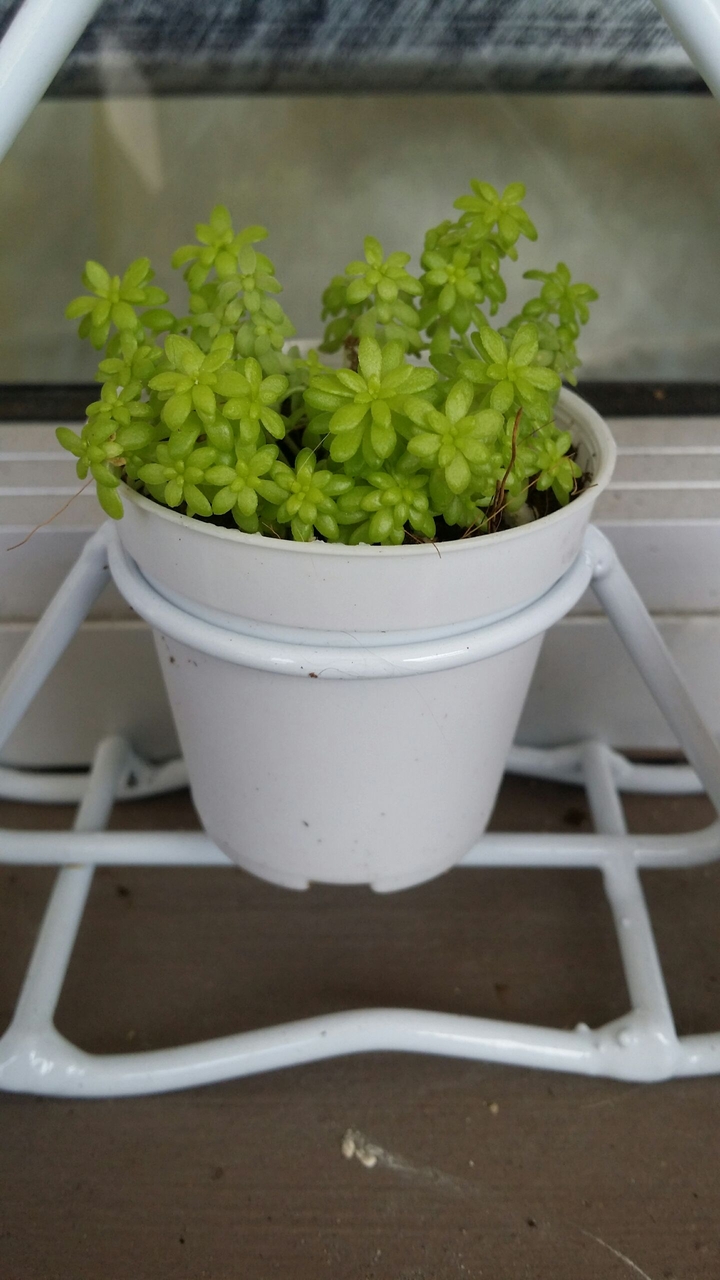 little plant