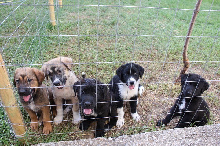 Puppies