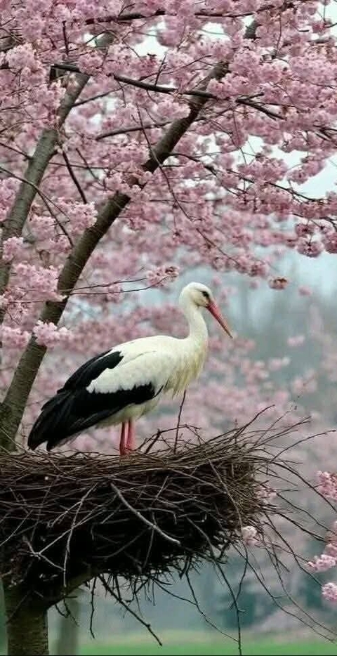 обои stork, ciconiiformes