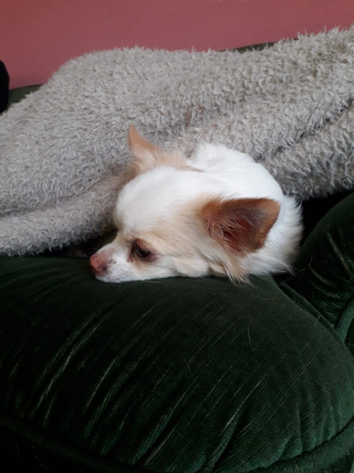 chihuahua on the couch