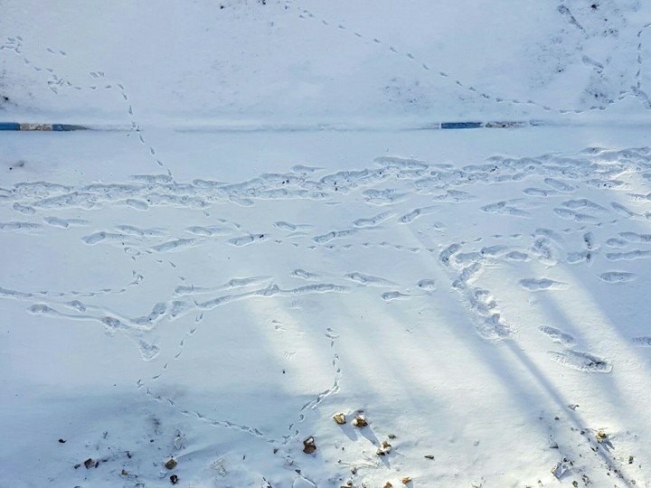 snow