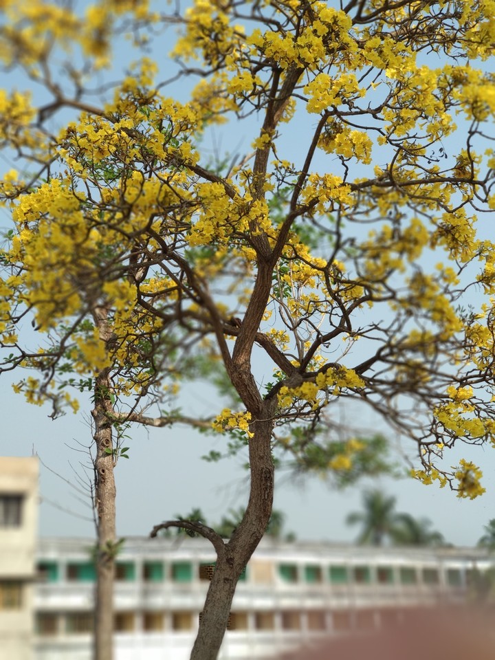 image sample