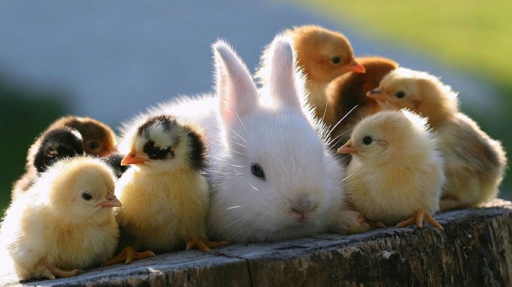 cute animals