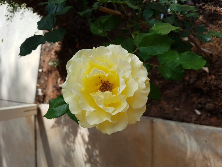 Yellow Rose