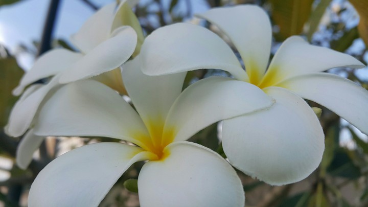 Flower side