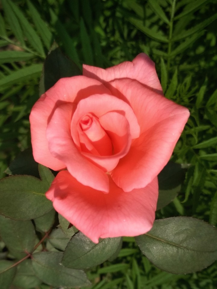 rOse1.38