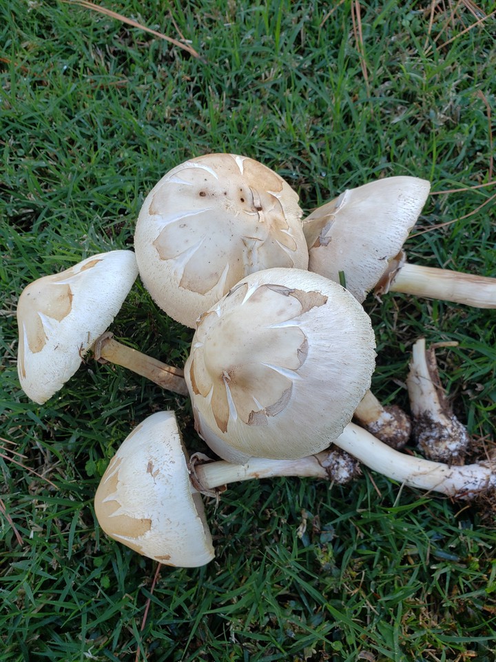 Mashroom