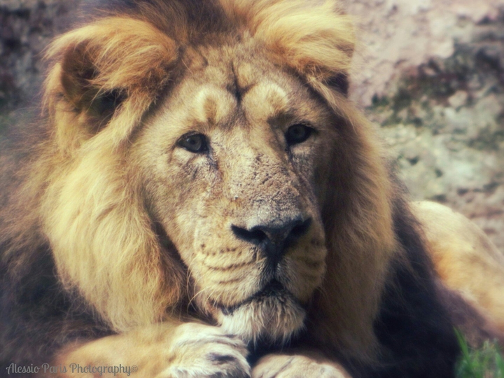 fauna lion