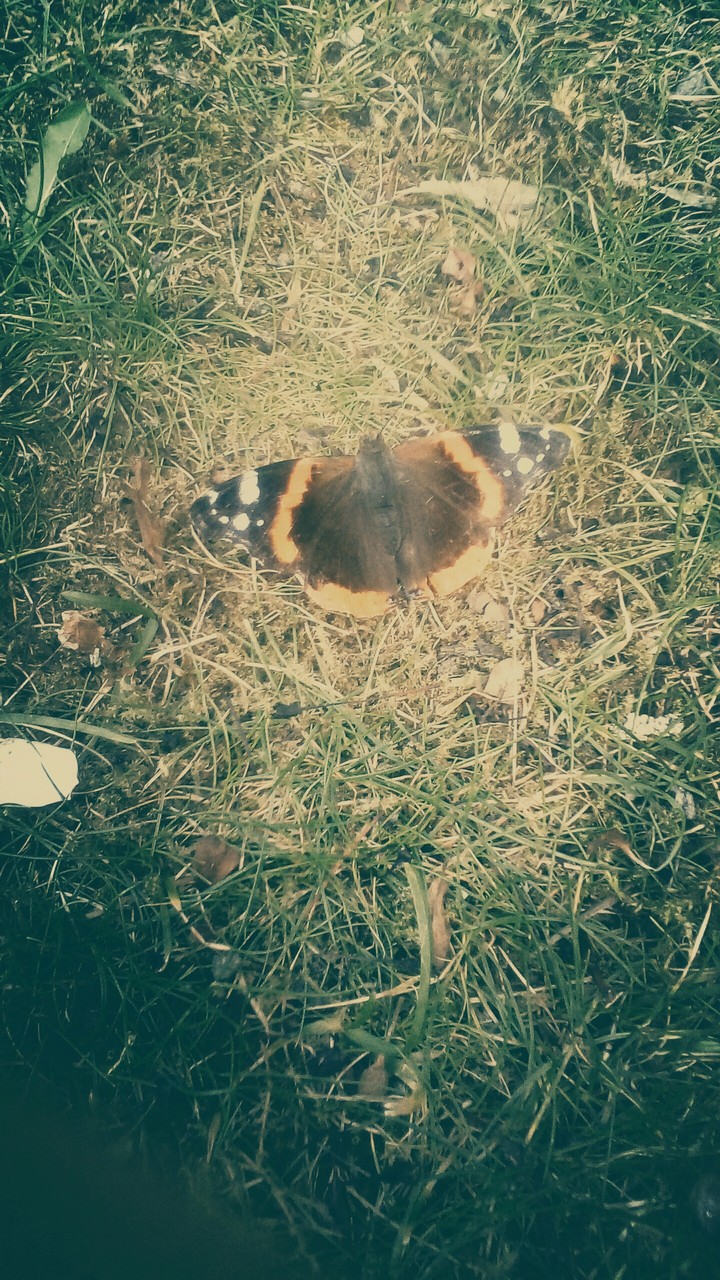 butterfly