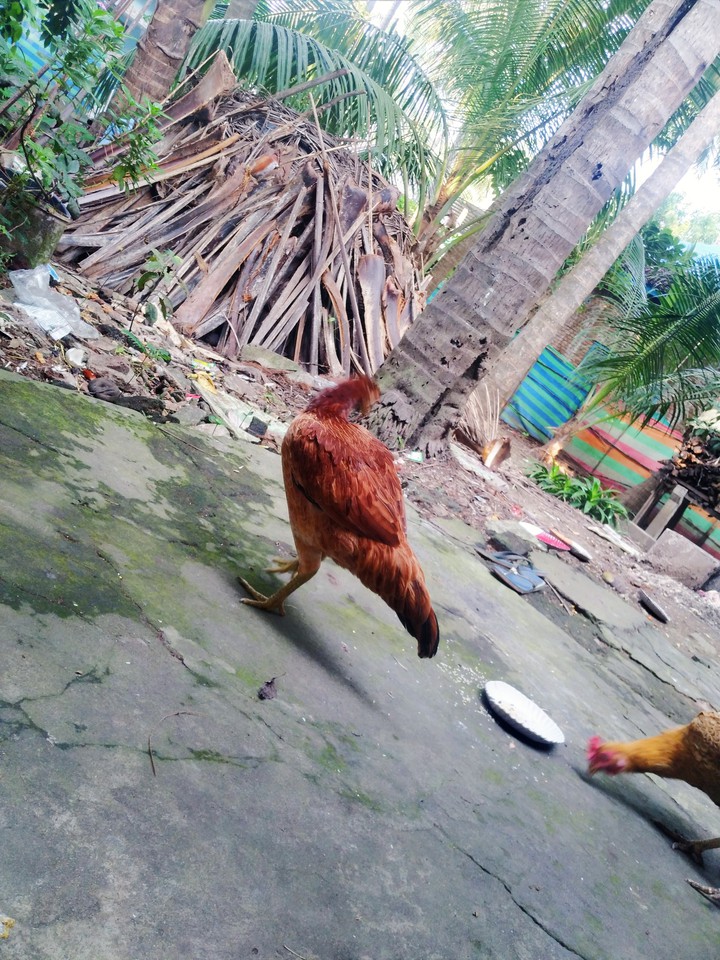 animals