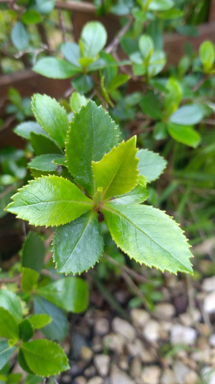 Planta