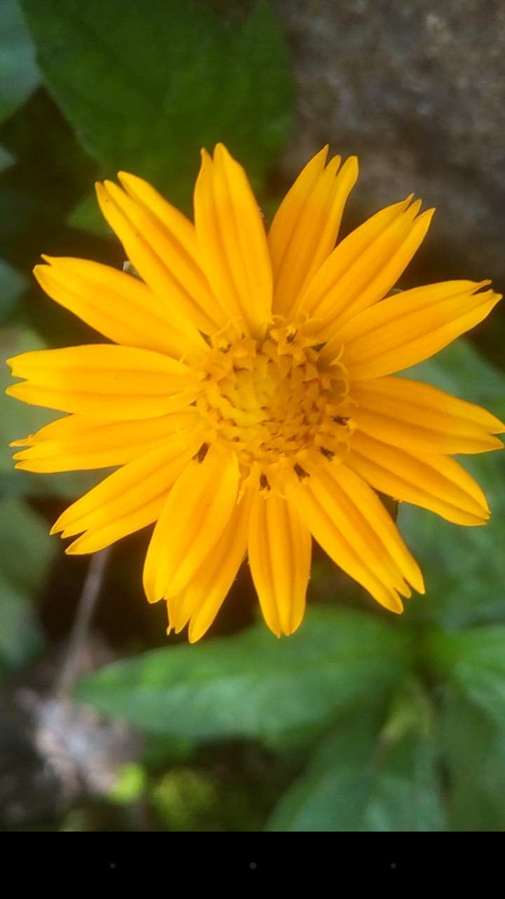 yellow flower
