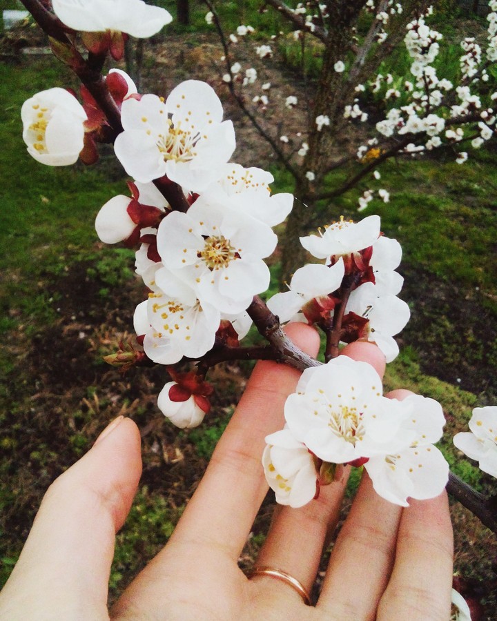 spring