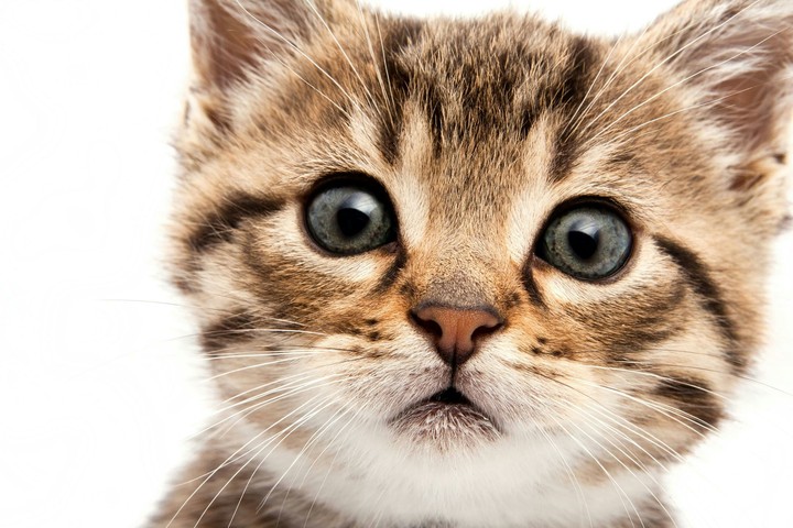 cuttie