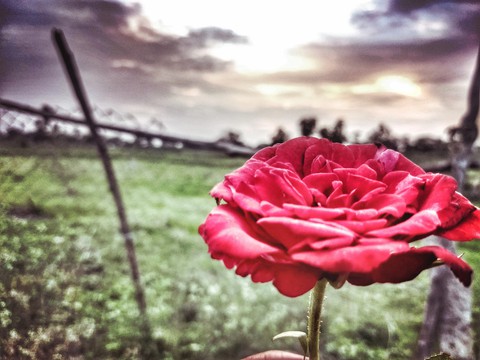 blooming colors
