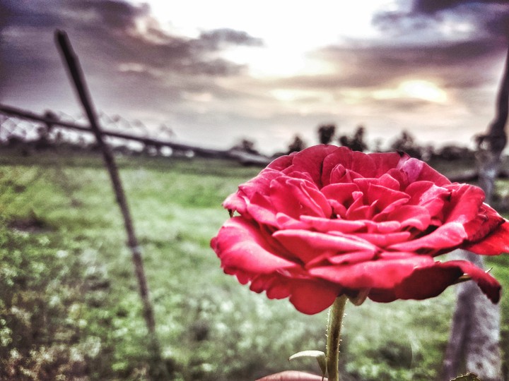 blooming colors