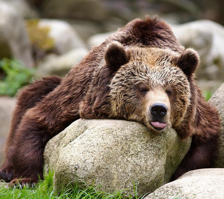Bear