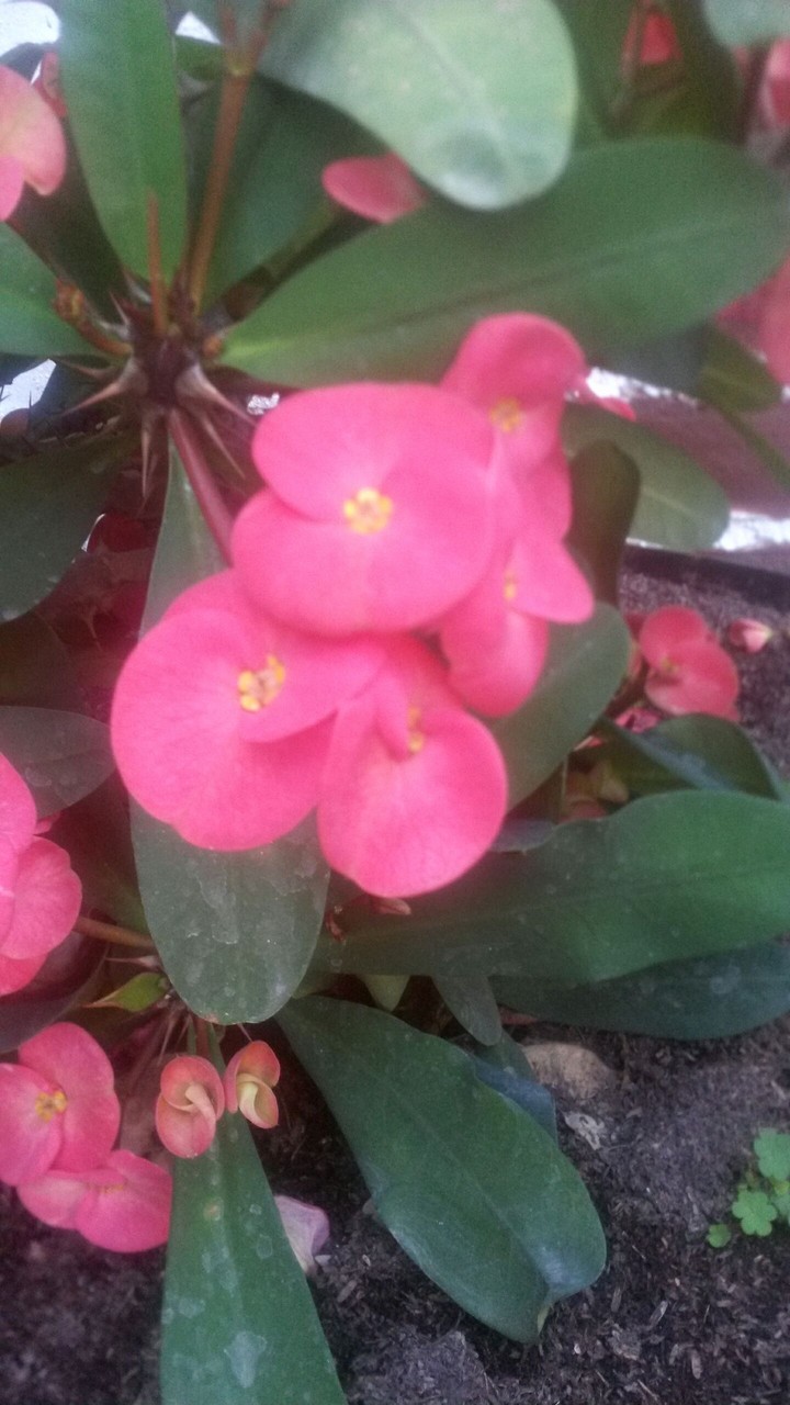 Pink flawers