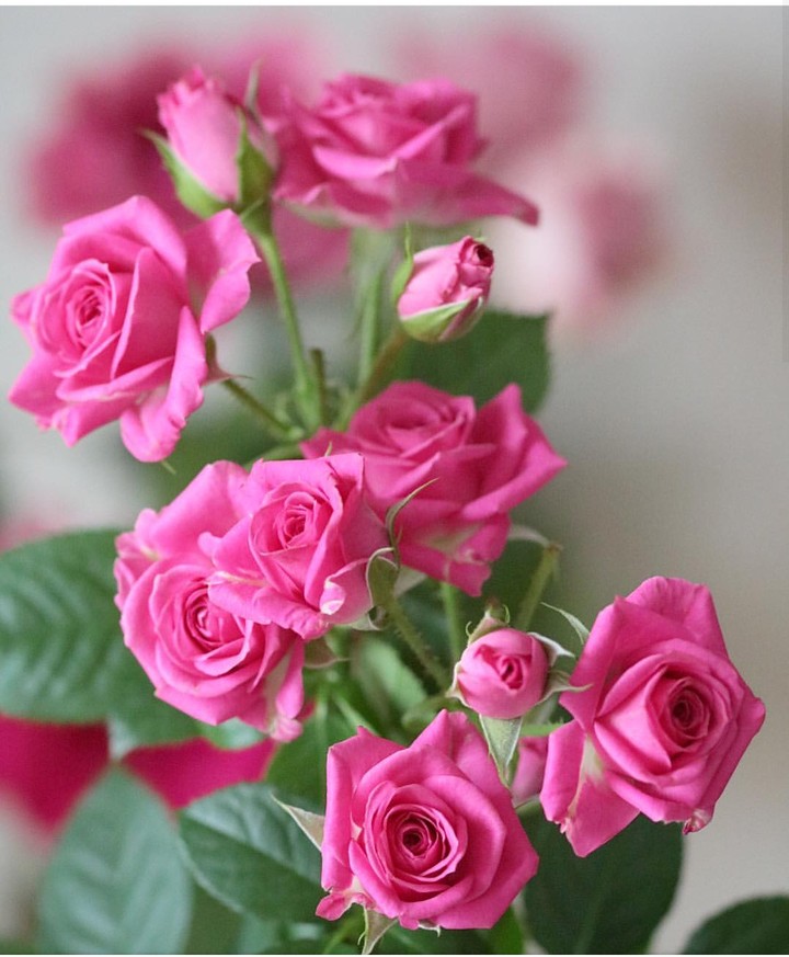 Roses