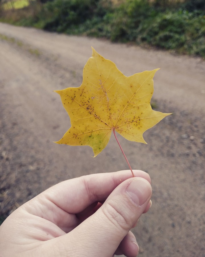 Leaf