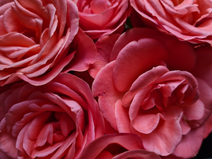 flowerpower