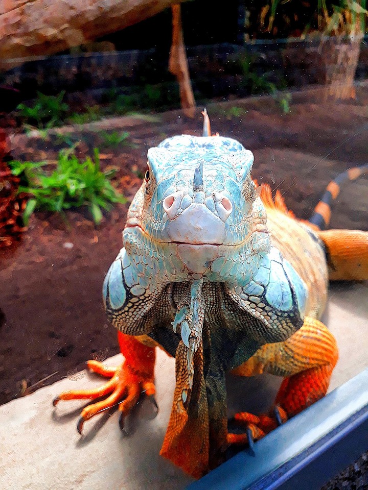 lizard