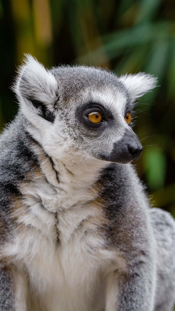 wildlife