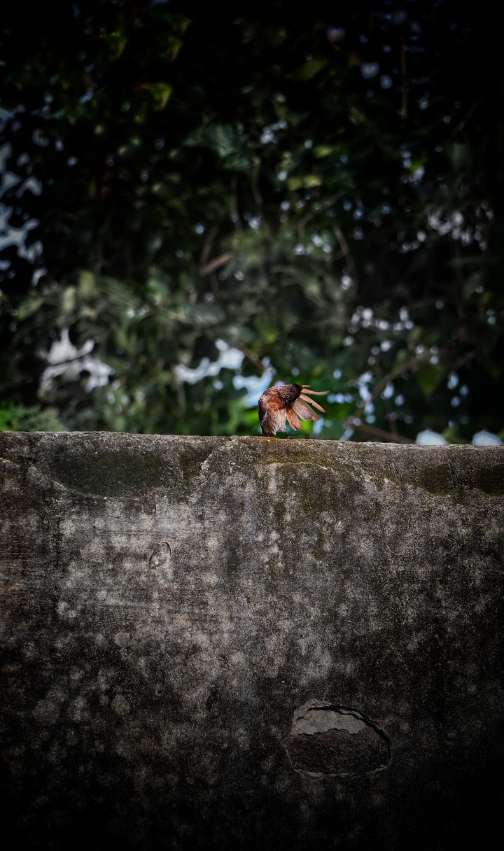 RED VANTED BULBUL