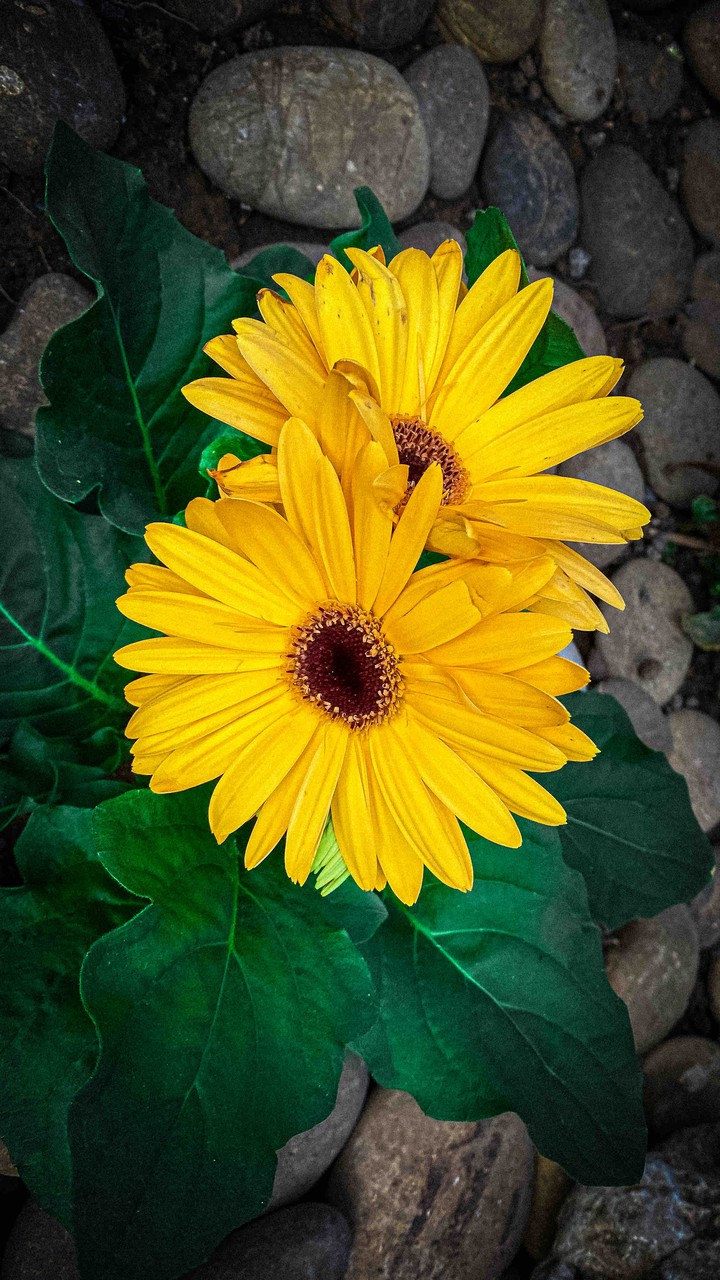 FIORI