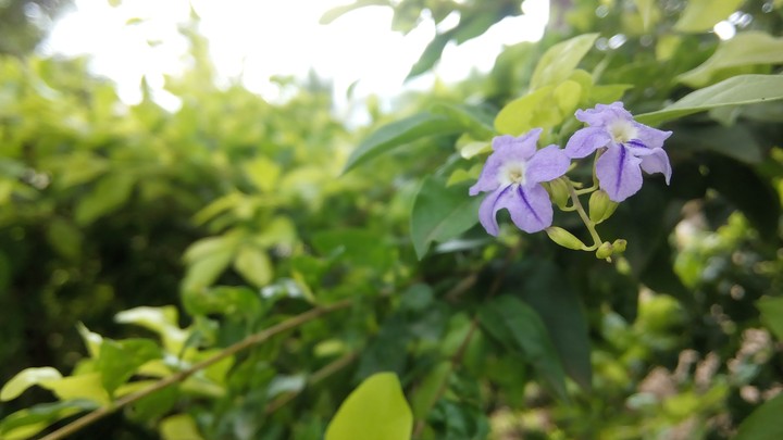 Nature