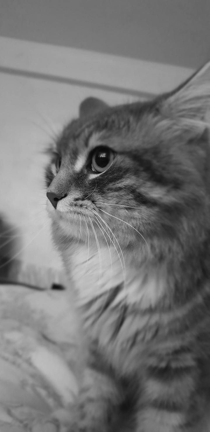 Черно-белый котик