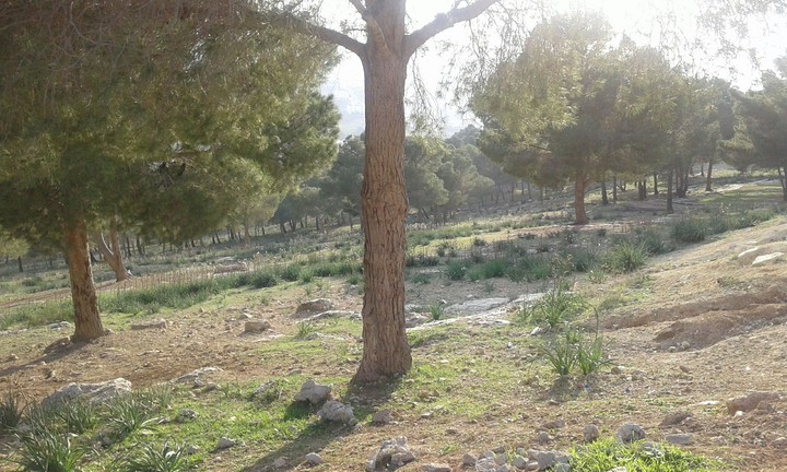 the tree
