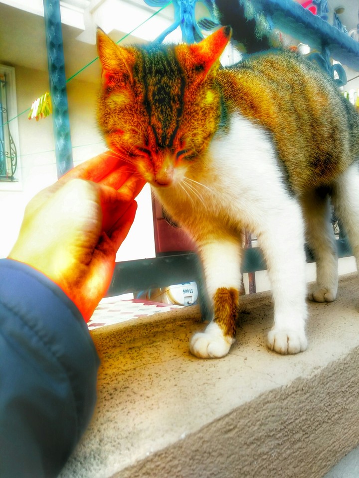 cat
