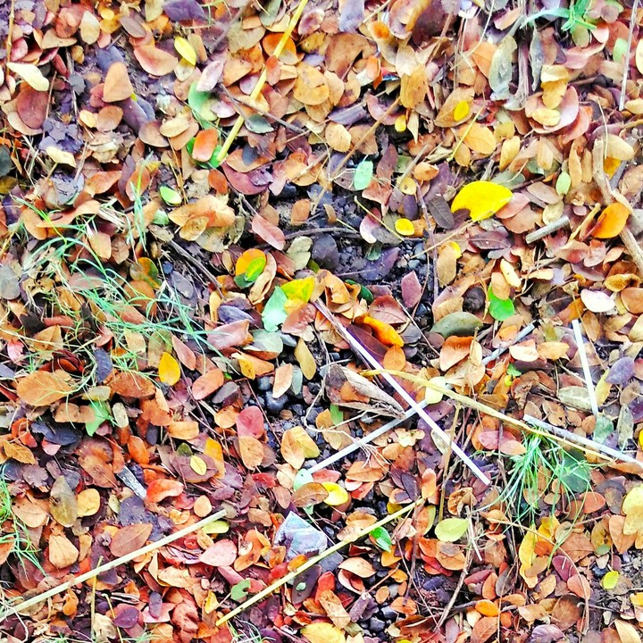 Colors