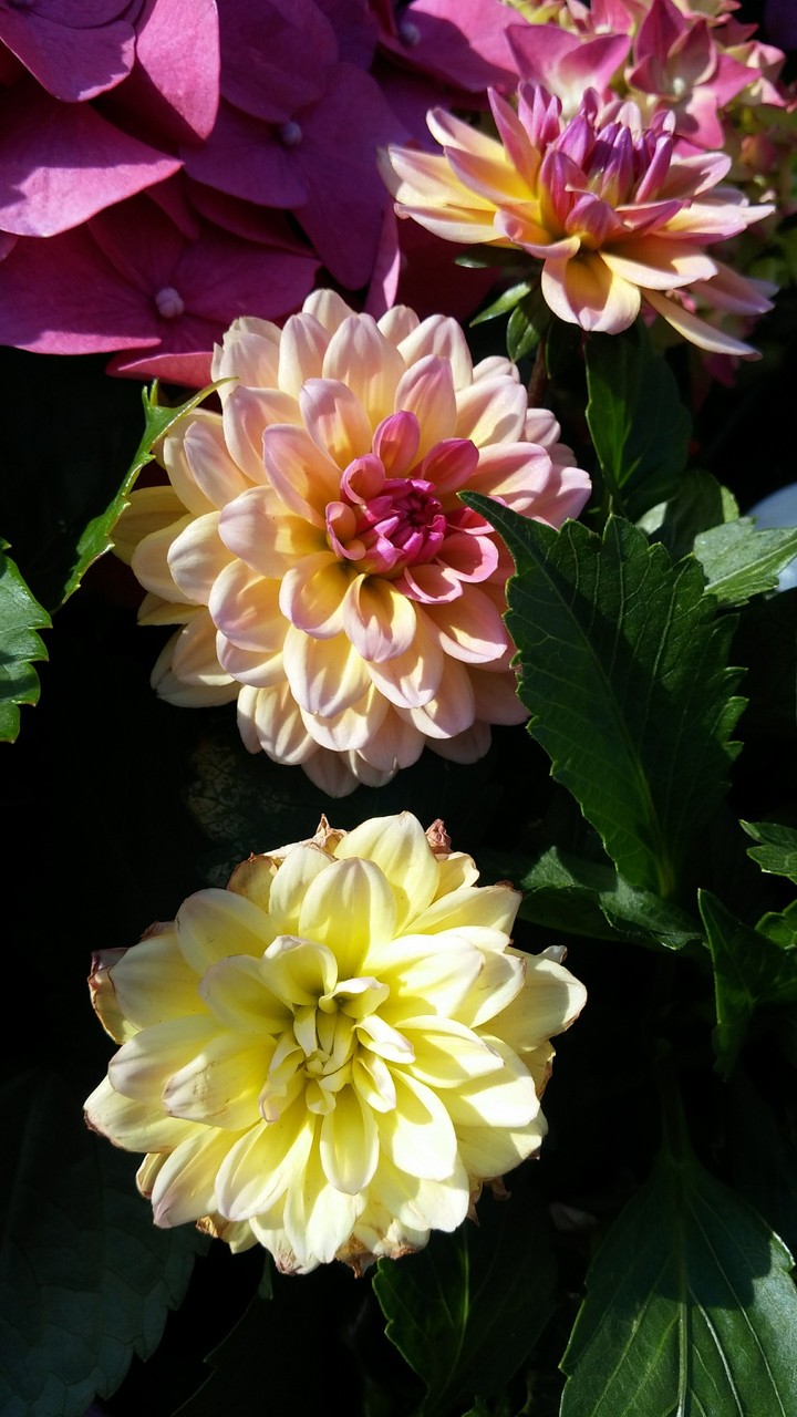 The Hong Kong Flower Show 2018 p3