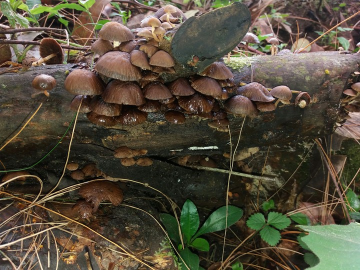 hongos