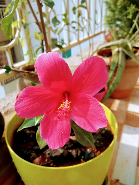 bloom