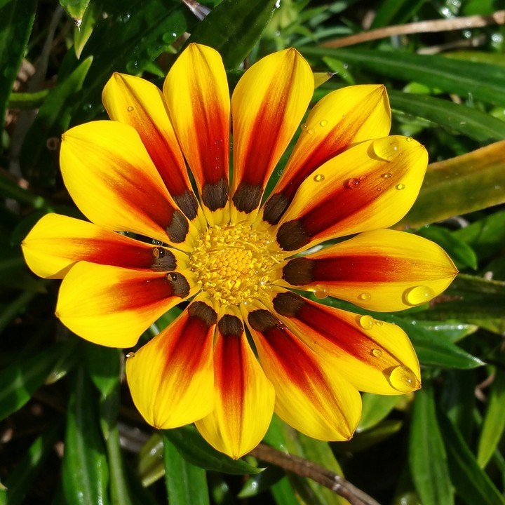 yellow flower