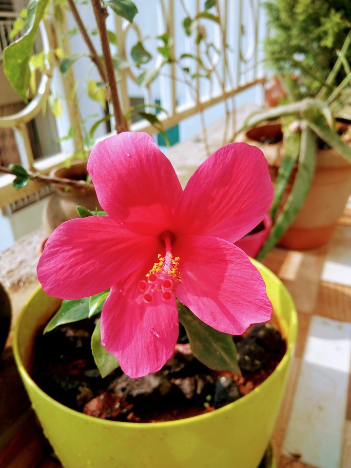 bloom