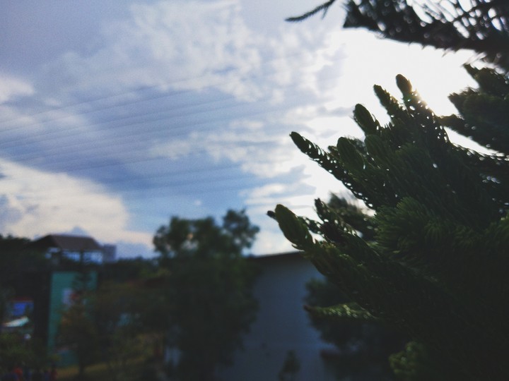 #Sky #Sunlight #Trees