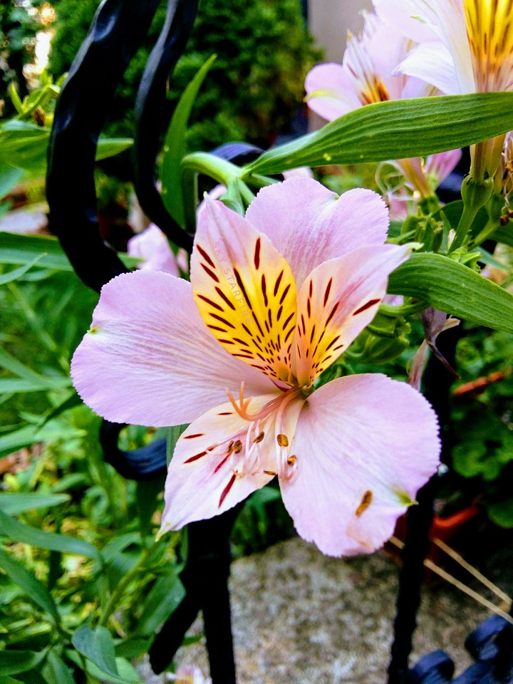 Flower