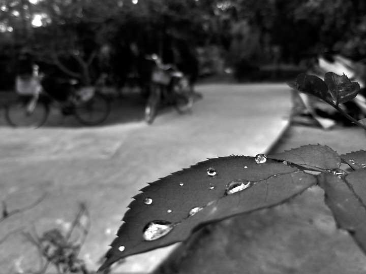 wain drops On the leaves...