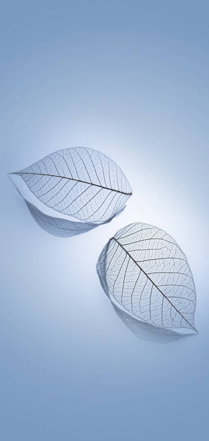 wallpaper