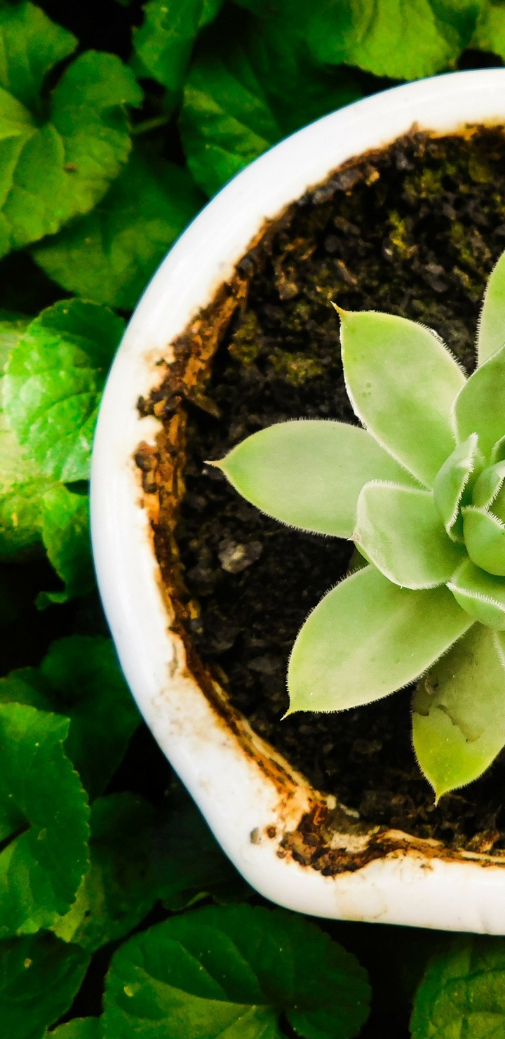 Garden plant