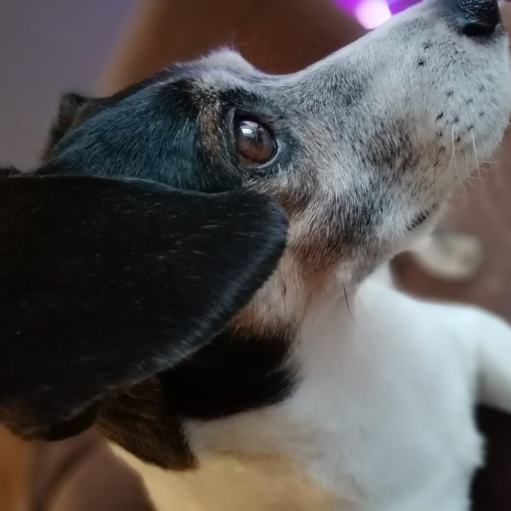 cute dog