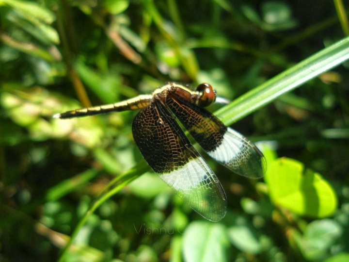 Dragonfly