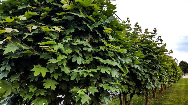 leaf